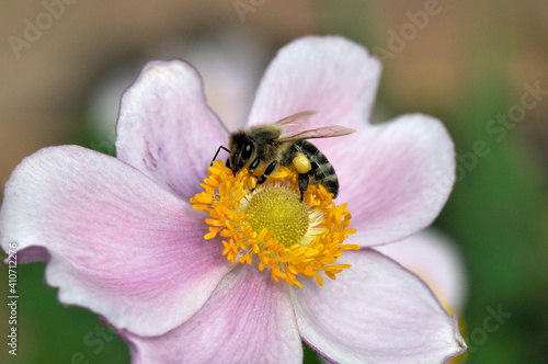 Biene mit Pollenhöschen auf einer Anemonenblüte