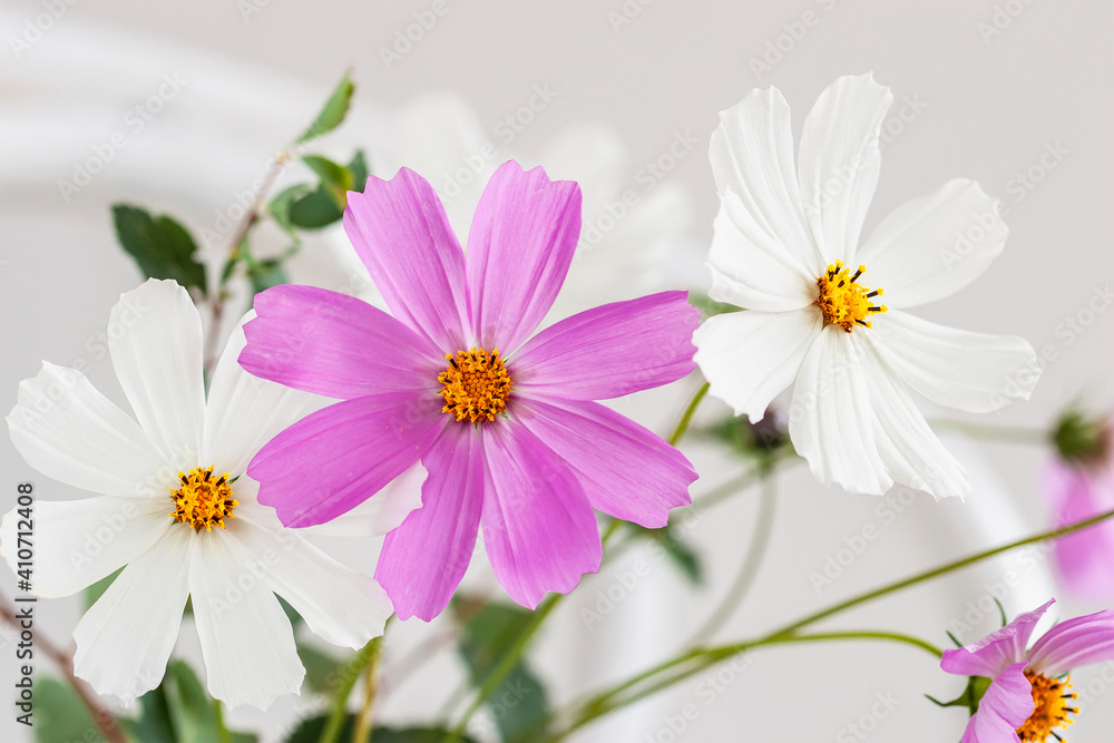 Obraz premium Picturesque cosmos flowers. Natural floral background, , wallpaper, postcard