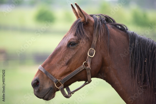 Quadro su tela A profile view of a brown horse with a dark mane and brown halter