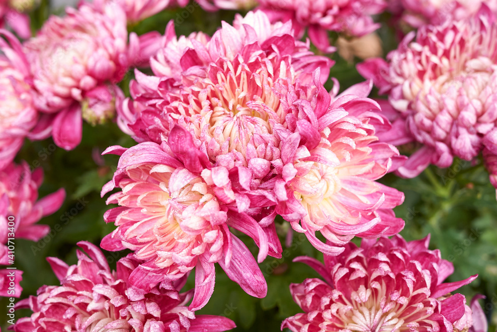 Chrysanthemum Chrysanthemum
