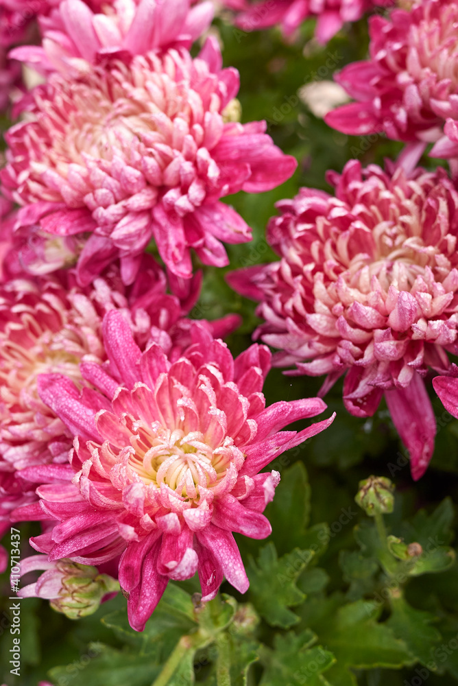 Chrysanthemum Chrysanthemum