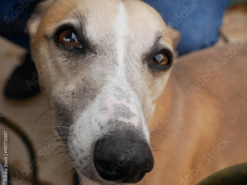 Portrait of a purebred brown sighthound photo