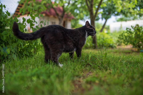 A domestic black cat walks on the grass in the garden.