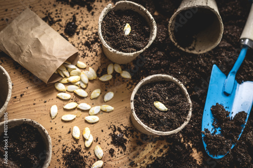 Planting seed into peat pot. Sowing pumpkin seeds in soil. Agricultural activity and gardening at spring. Plant nursery photo