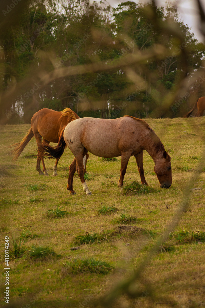 Caballos en el campo comiendo pasto juntos