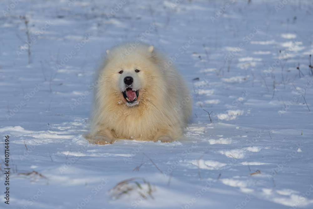 Samoyed - Samoyed beautiful breed Siberian white dog. The 4-year-old dog is lying in the snow and has an open mouth and a tongue out.