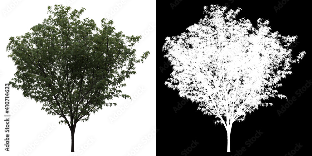 Fototapeta Left view of Butterfly Japanese Maple Tree. PNG with alpha channel to cutout. Made from 3D model for compositing.