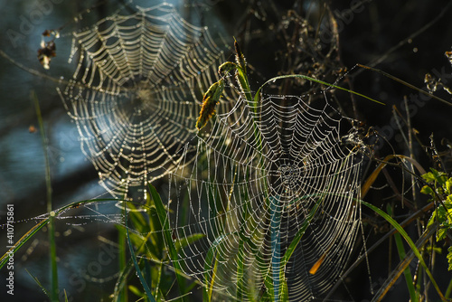 Spider webs 