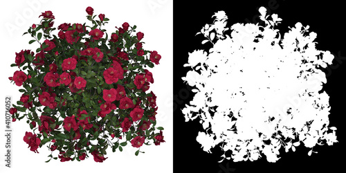 Top view of Camelia Japonica Tree. PNG with alpha channel to cutout. Made from 3D model for compositing.