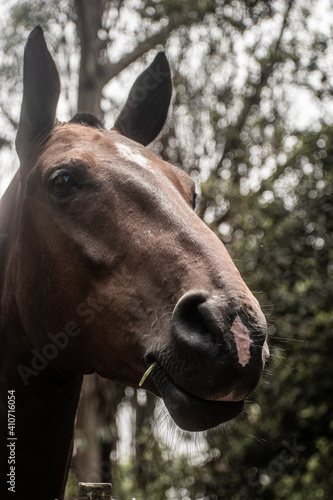 Horse in Argentina