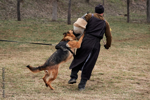 Russia, Krasnodar 31.01.2021. Training of service German Shepherds for protection at stadium. Powerful and bold agile thoroughbred service dog. Shepherd dog attacks and bites opponents sleeve.