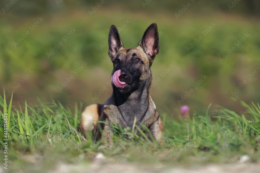 Young Belgian Shepherd dog Malinois posing outdoors licking its nose lying down in a green grass in summer Young Belgian Shepherd dog Malinois posing outdoors licking its nose lying down in a green grass in summer