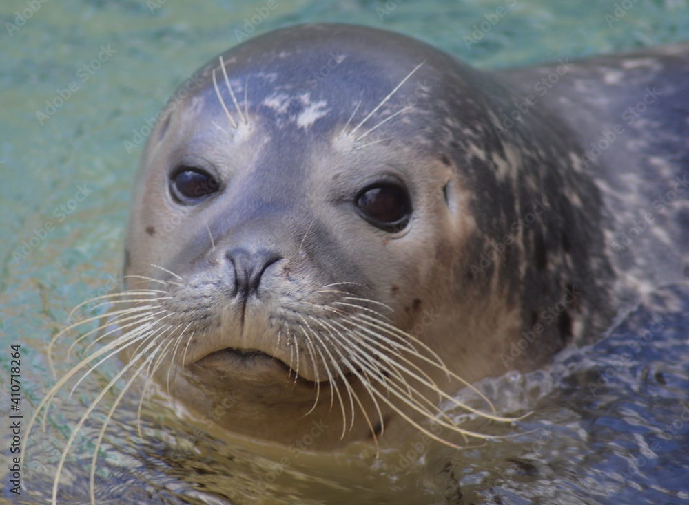 Fototapeta premium phoque