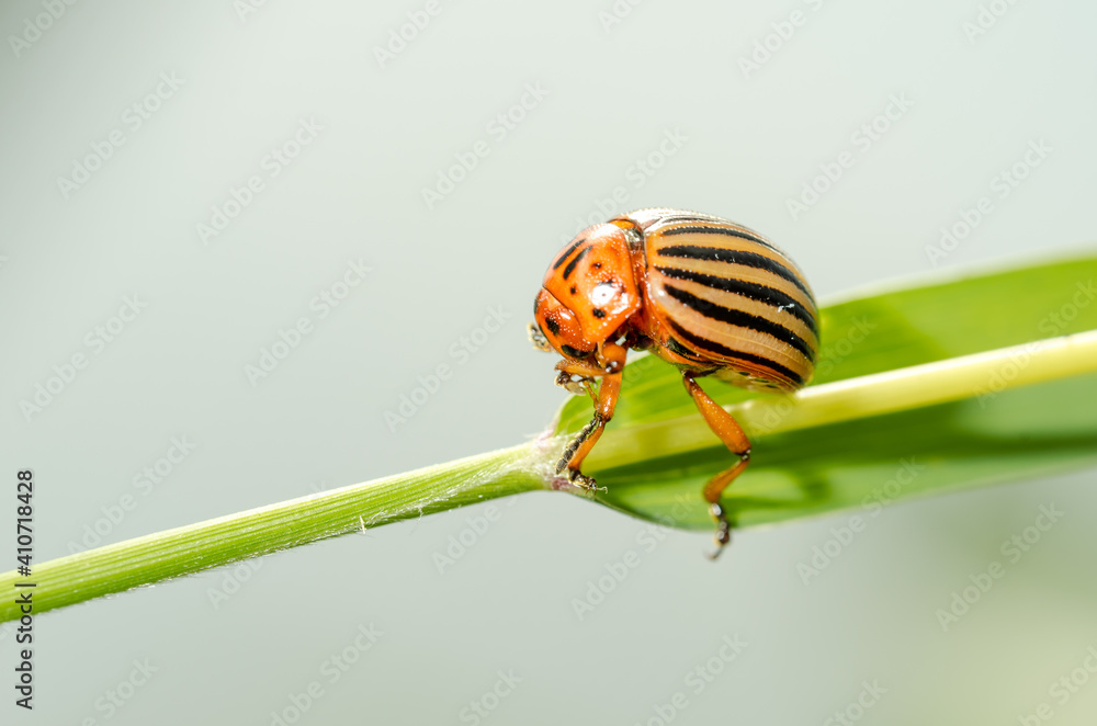 Colorado potato beetle crawling on a plant. Harmful insect. Colorado potato beetle crawling on a plant. Harmful insect.