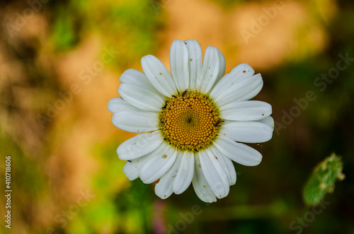 Chamomile on a large green meadow .