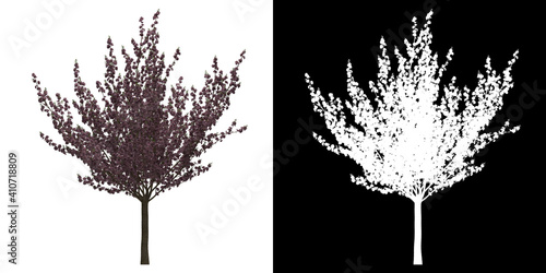 Left view of Prunus Serrulata Kanzan Tree. PNG with alpha channel to cutout. Made from 3D model for compositing. photo