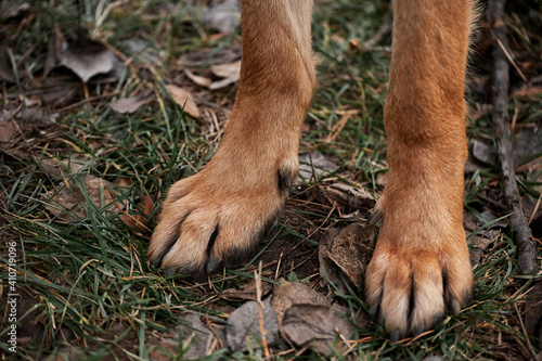 Fluffy dog paws of light yellow color with black claws stand on ground. Red paws of German shepherd close up on grass with fallen leaves. photo