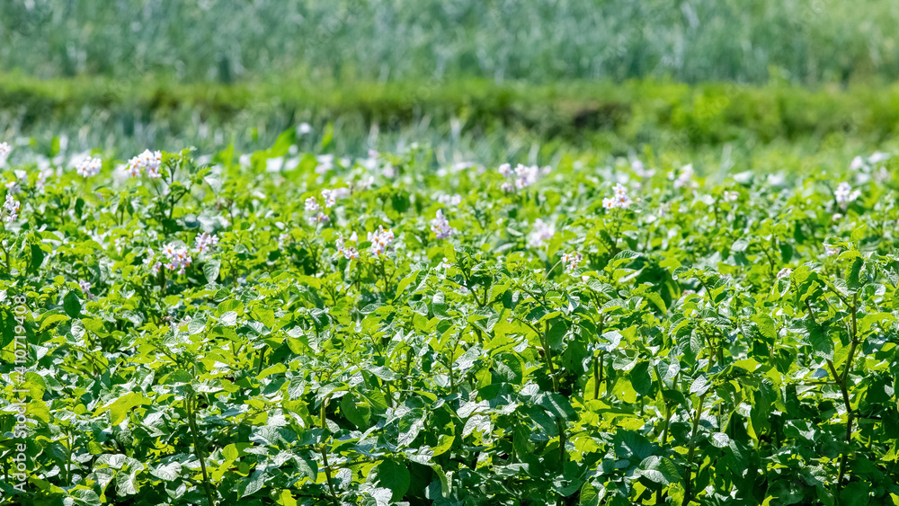 Blooming potatoes in the garden in summer on a sunny day Blooming potatoes in the garden in summer on a sunny day
