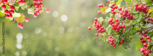 Summer banner with viburnum berries on a light green background  panorama