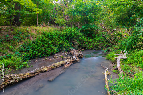 Small river in a dense fore...