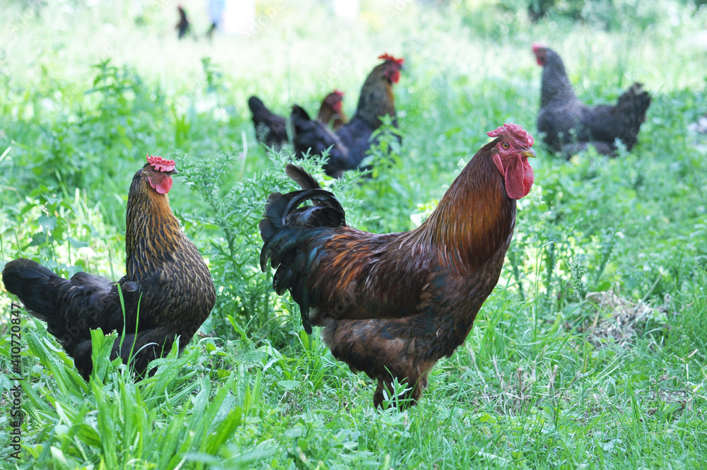 Fototapeta premium Poultry in the yard