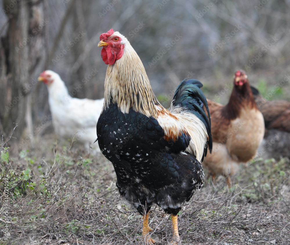 Fototapeta premium Poultry in the yard