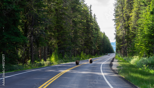 Bears on the Bow Valley Parkway, Banff National Park, Alberta, Canada