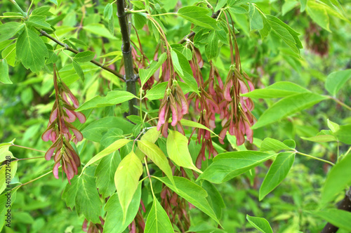 Maple (Acer negundo) grows in nature © orestligetka
