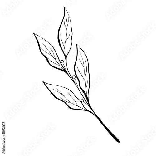 Laurel leaves hand drawn illustration. Isolated on white background