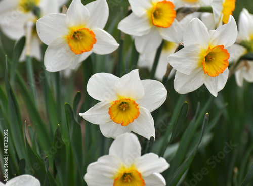 Narcissus  daffodils  bloom in the flowerbed.