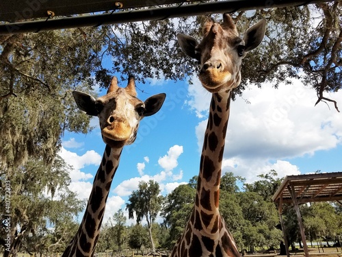 Canvas Print portrait of giraffe