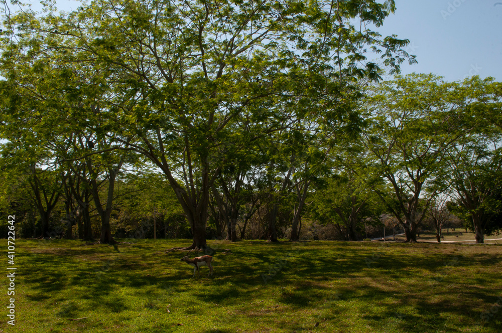 Obraz premium vida animal