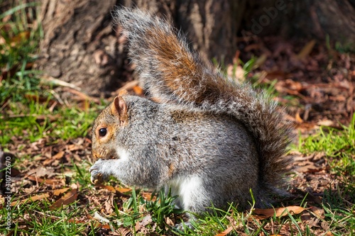 squirrel eating nut