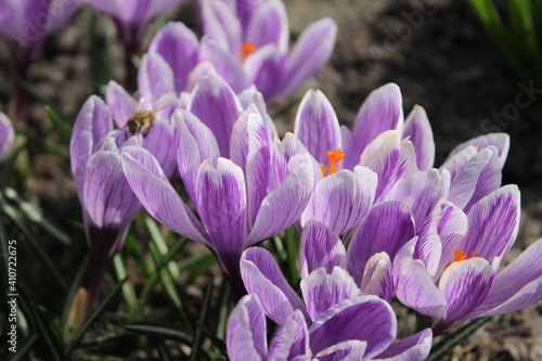 purple crocus flowers