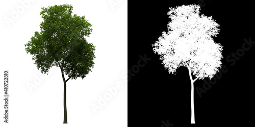 Left view of Fagus Sylvatica Tree. PNG with alpha channel to cutout. Made from 3D model for compositing.