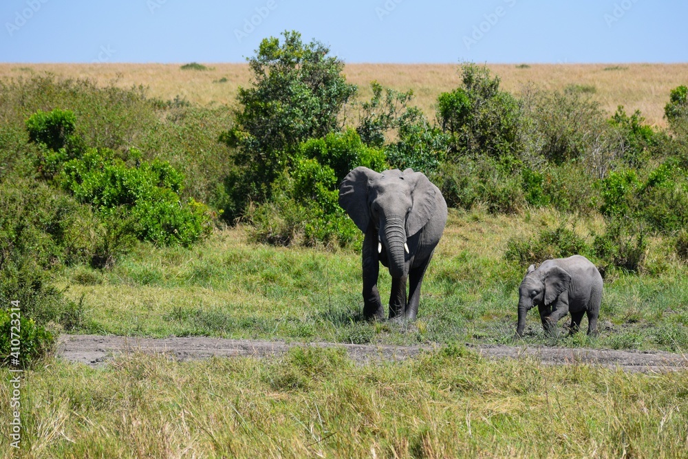 Fototapeta premium mother and baby elephants in the savannah