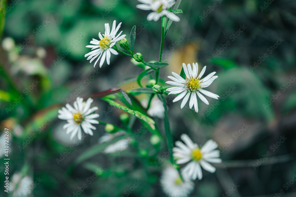 Obraz premium daisies in the garden