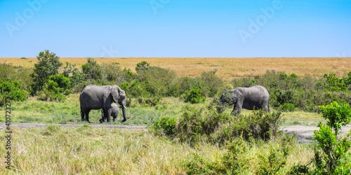 group of elephants in maasai mara park