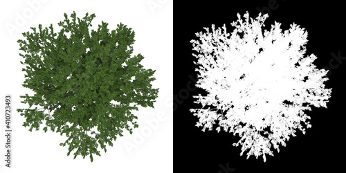 Top view of Fraxinus Excelsior Tree. PNG with alpha channel to cutout. Made from 3D model for compositing.