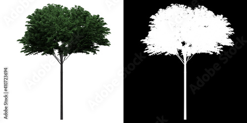 Left view of Fraxinus Excelsior Tree. PNG with alpha channel to cutout. Made from 3D model for compositing. photo