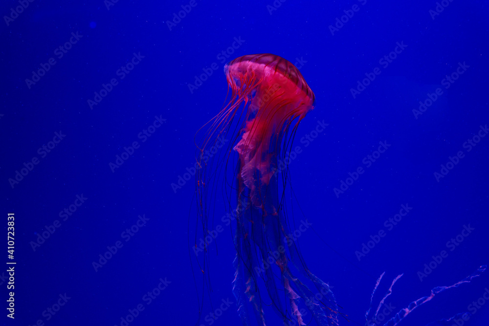 Fototapeta premium red jellyfish on blue background