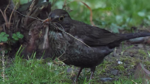 Female common blackbird or Turdus merula collects twigs for nest building. Dark bird in wildlife. Sochi, Russia.