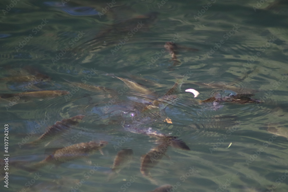 Obraz premium fish in the water