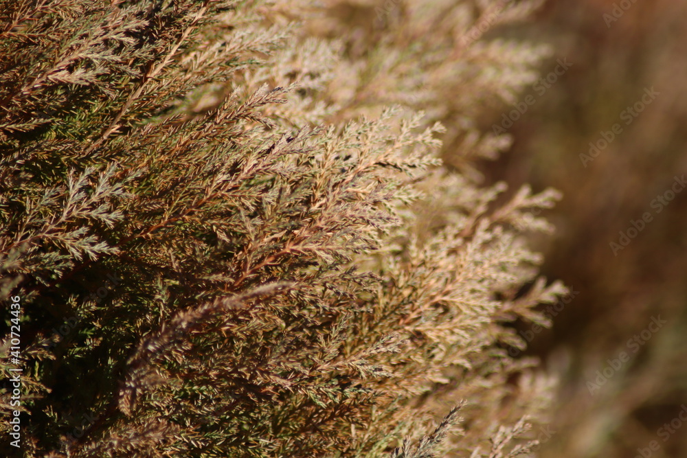 moss on the ground moss on the ground