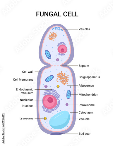 Vector illustration of the Fungal cell anatomy structure. Educational infographic 