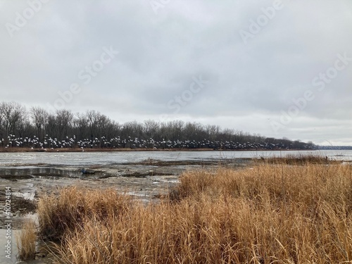 flock of seagulls over the river in winter