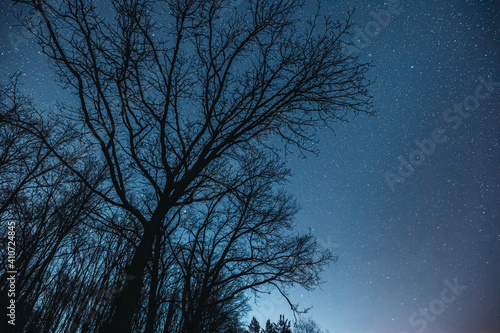 Night Sky Stars Above Dark Black Oak Trees Trunks Silhouettes In Early Spring. Natural Starry Sky Above Woods. Russian Naturen Nature photo