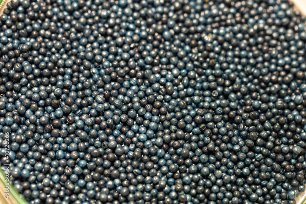 Macro. Processed blue-coated rapeseed seeds in a petri dish in the lab Macro. Processed blue-coated rapeseed seeds in a petri dish in the lab