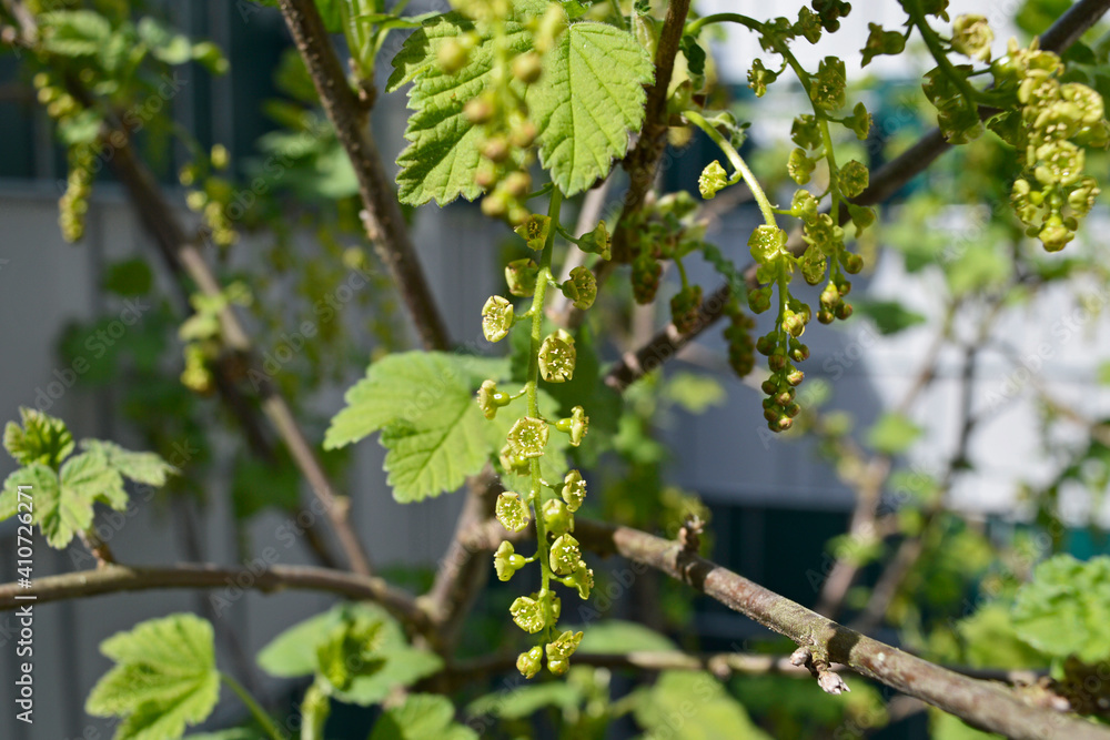 flower in the garden 