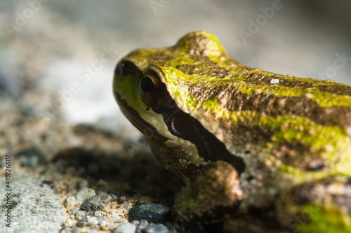 Macro closeup of striped frog sunning itself on a rock